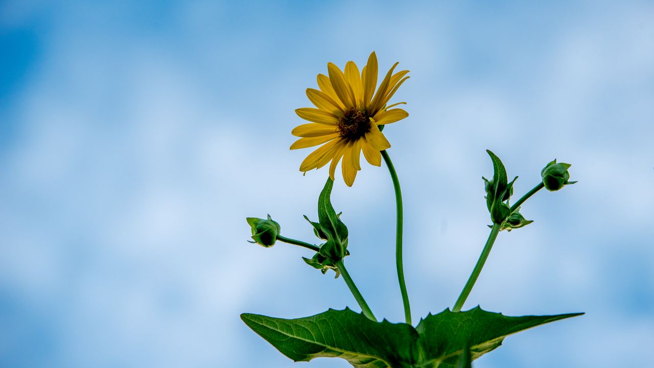 Wallpaper cup plant, petals, flower, leaves