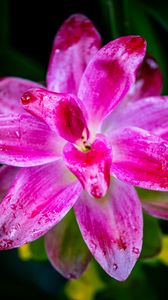 Preview wallpaper curcuma, petals, drops, pink, flower, macro