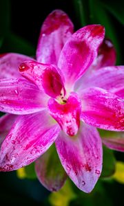 Preview wallpaper curcuma, petals, drops, pink, flower, macro