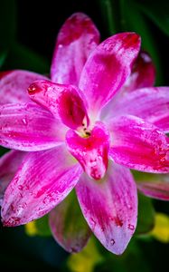 Preview wallpaper curcuma, petals, drops, pink, flower, macro