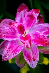 Preview wallpaper curcuma, petals, drops, pink, flower, macro
