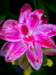 Preview wallpaper curcuma, petals, drops, pink, flower, macro