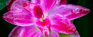 Preview wallpaper curcuma, petals, drops, pink, flower, macro