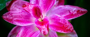 Preview wallpaper curcuma, petals, drops, pink, flower, macro