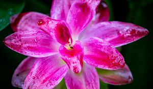 Preview wallpaper curcuma, petals, drops, pink, flower, macro