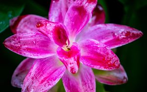 Preview wallpaper curcuma, petals, drops, pink, flower, macro