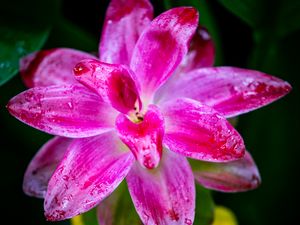 Preview wallpaper curcuma, petals, drops, pink, flower, macro