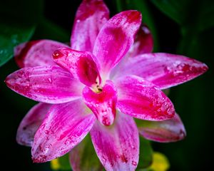 Preview wallpaper curcuma, petals, drops, pink, flower, macro