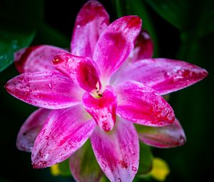 Preview wallpaper curcuma, petals, drops, pink, flower, macro