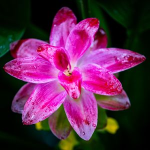 Preview wallpaper curcuma, petals, drops, pink, flower, macro