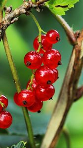 Preview wallpaper currant, berries, leaves, branches, red, macro