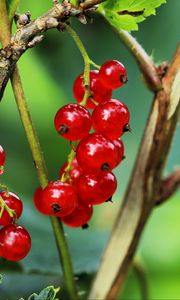 Preview wallpaper currant, berries, leaves, branches, red, macro