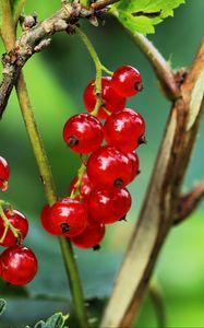 Preview wallpaper currant, berries, leaves, branches, red, macro