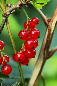 Preview wallpaper currant, berries, leaves, branches, red, macro