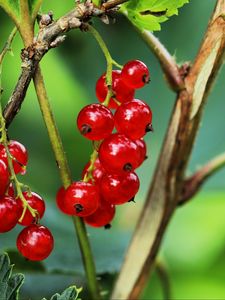 Preview wallpaper currant, berries, leaves, branches, red, macro
