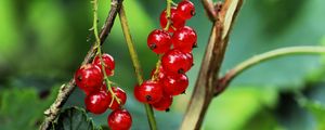 Preview wallpaper currant, berries, leaves, branches, red, macro