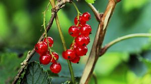 Preview wallpaper currant, berries, leaves, branches, red, macro