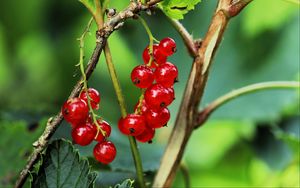 Preview wallpaper currant, berries, leaves, branches, red, macro