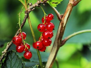 Preview wallpaper currant, berries, leaves, branches, red, macro