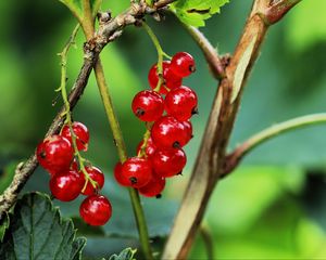 Preview wallpaper currant, berries, leaves, branches, red, macro