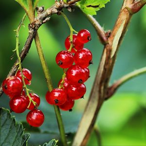 Preview wallpaper currant, berries, leaves, branches, red, macro