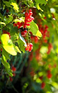 Preview wallpaper currant, berries, leaves, macro