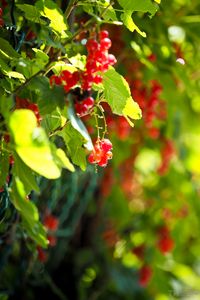 Preview wallpaper currant, berries, leaves, macro