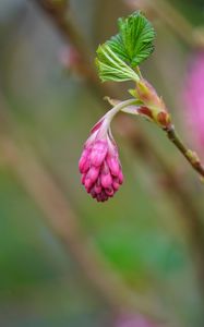 Preview wallpaper currant, flower, bud, leaves, macro