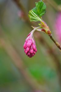 Preview wallpaper currant, flower, bud, leaves, macro