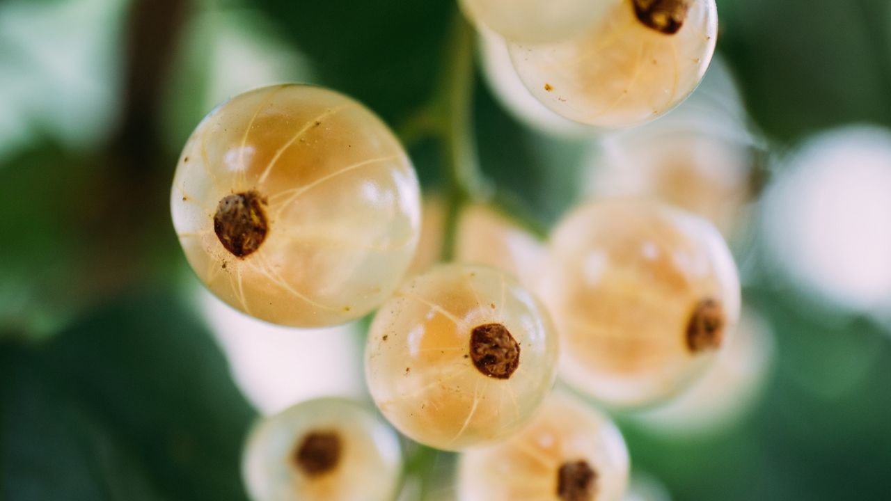 Wallpaper currant, white, fruit, leaves