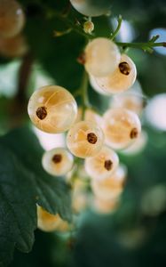 Preview wallpaper currant, white, fruit, leaves