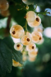 Preview wallpaper currant, white, fruit, leaves