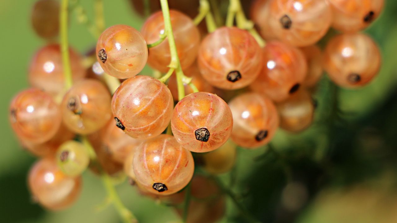 Wallpaper currants, berries, close-up