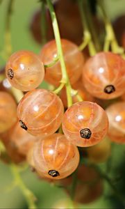 Preview wallpaper currants, berries, close-up