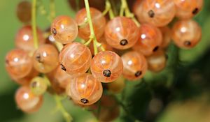 Preview wallpaper currants, berries, close-up