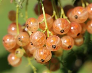 Preview wallpaper currants, berries, close-up