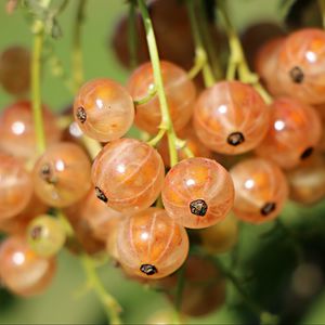 Preview wallpaper currants, berries, close-up