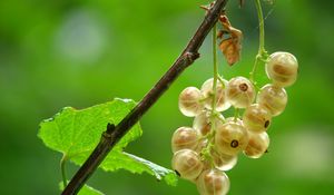 Preview wallpaper currants, branches, leaves, berries