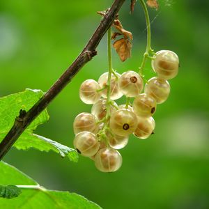 Preview wallpaper currants, branches, leaves, berries