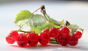 Preview wallpaper currants, branches, leaves, herbs