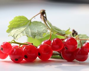 Preview wallpaper currants, branches, leaves, herbs