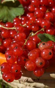 Preview wallpaper currants, red currants, berries, ripe, basket