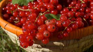 Preview wallpaper currants, red currants, berries, ripe, basket