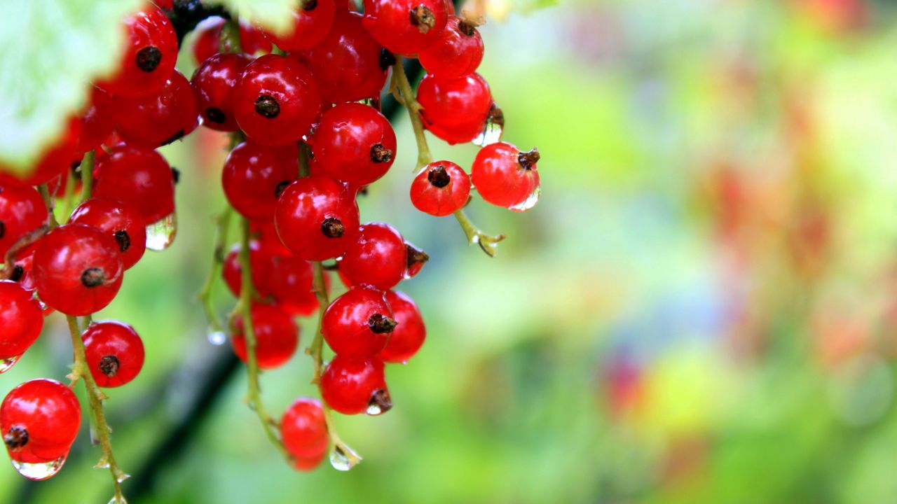 Wallpaper currants, red, ripe, wet, drops, grass