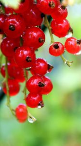 Preview wallpaper currants, red, ripe, wet, drops, grass