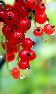 Preview wallpaper currants, red, ripe, wet, drops, grass