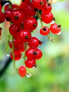 Preview wallpaper currants, red, ripe, wet, drops, grass