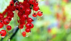 Preview wallpaper currants, red, ripe, wet, drops, grass