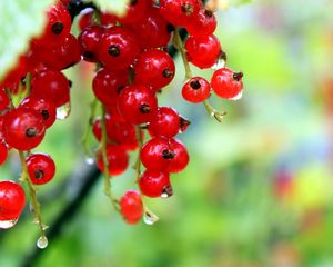 Preview wallpaper currants, red, ripe, wet, drops, grass