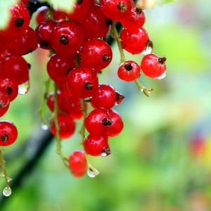 Preview wallpaper currants, red, ripe, wet, drops, grass